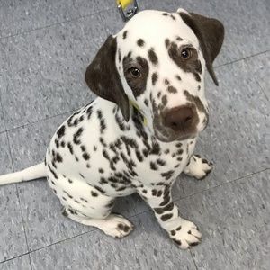 Meet your Posher, Brigitte